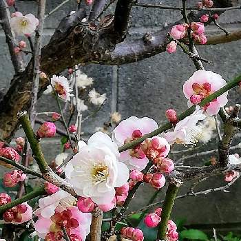 梅 思いのままの投稿画像一覧 Greensnap グリーンスナップ