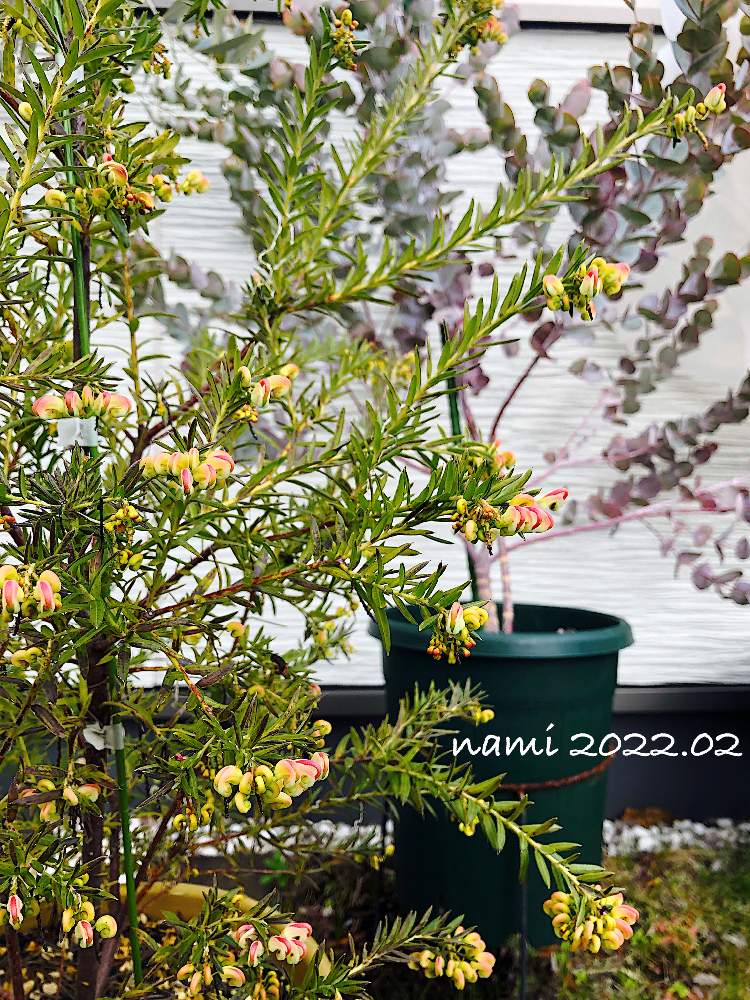 ユーカリの投稿画像 By Namiさん グレビレアとユーカリ アルビダとグレビレア ジュビリーとテラスとマイ コレクションと強くたくましくと放置栽培とずぼらガーデナーと植中毒とオージープランツとやっぱり花が好き とマイ コレクションと強くたくましくと放置栽培と ユーカリの投稿画像 By Namiさん グレビレアとユーカリ アルビダとグレビレア ジュビリーとテラスとマイ コレクションと強くたくましくと放置栽培とずぼらガーデナーと植中毒とオージープランツとやっぱり花が好き とマイ コレクションと強くたくましくと放置栽培と