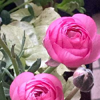 ラナン キュラスの画像 by あずままさん | 玄関とピンク ぴんく Pinkとラナン キュラスとおしゃれな土曜日♪と可愛い〜♡と素敵な出会いに感謝と大好き♡︎ʾʾと19日はピンクの日!