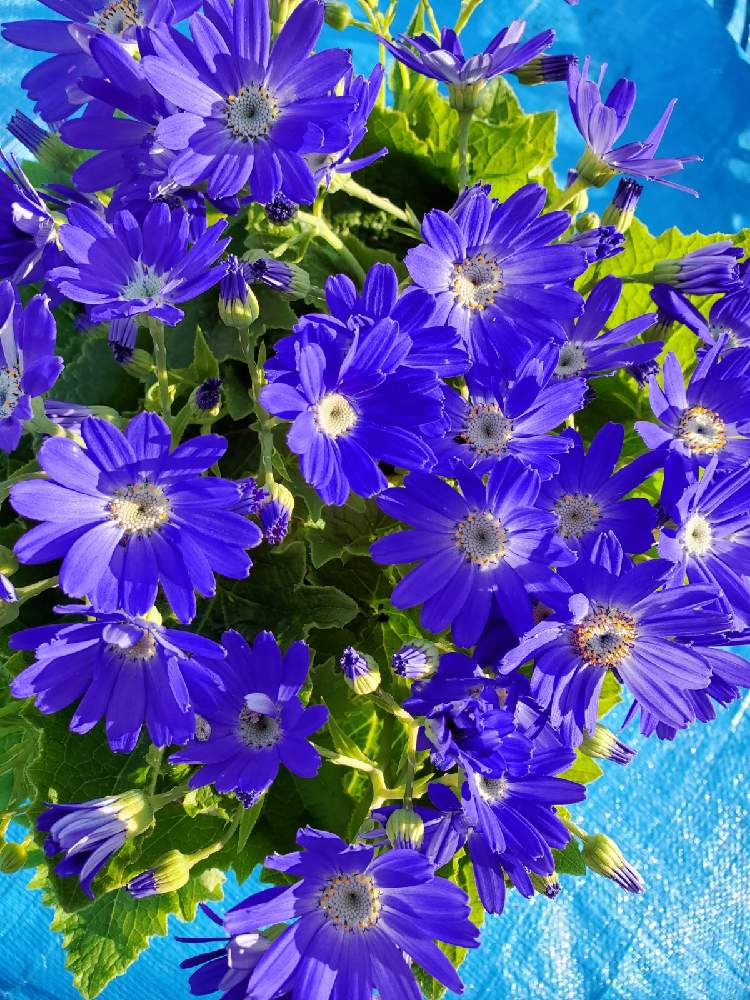 サイネリアの投稿画像 By あんびんさん バルコニー ベランダ 22月2月19日 Greensnap グリーンスナップ Greensnap グリーンスナップ