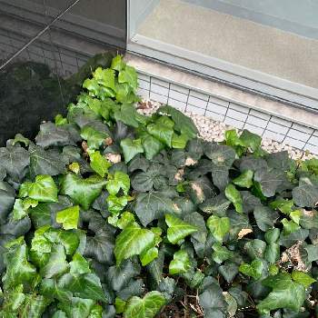 オカメヅタ ヘデラ カナリエンシス の投稿画像一覧 Greensnap グリーンスナップ