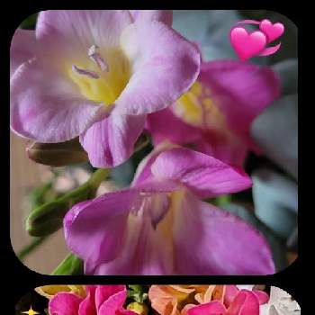 寒い中の画像 by ひろさん | 部屋とフリージアピンクとかわいいプリムラとバラ咲きプリムラジュリアンと暖かくして過ごして下さいと寒い中と癒されて❤️