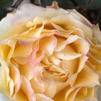 鉢植えの薔薇の画像 by greenさん | 広い庭と鉢植えの薔薇と花持ちが良い薔薇ピースとミニバラ大好き