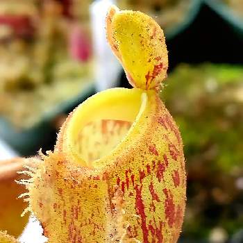 ウツボカズラ Greensnap グリーンスナップ