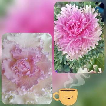 寒い朝の画像 by みどりこさん | 小さな庭と葉牡丹と春の気分とミッチの会と寒い朝と花のある暮らしと19日はピンクの日!