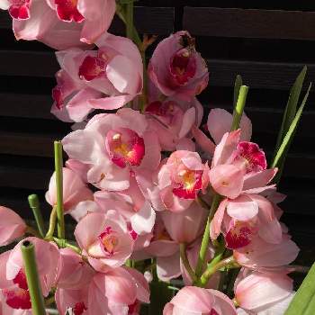 ピンクの花.の画像 by tatsuyaさん | お出かけ先とピンクの花.とお写ん歩