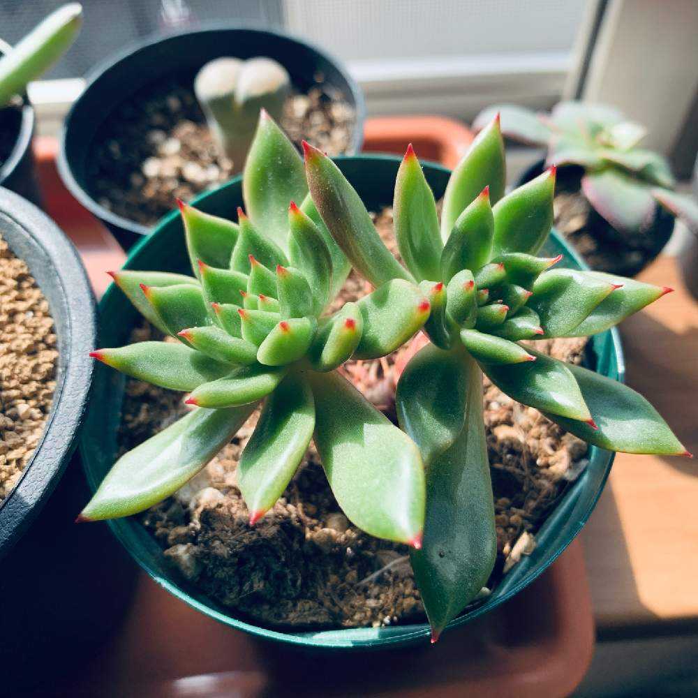 ジェイドポイントの成長記録🧡🧡｜🍀GreenSnap（グリーンスナップ）