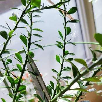 植物と共に暮らすの画像 by ✿こるふぁ～む✿ FingerLimeJapanさん | 部屋とフィンガー ライムと柑橘 フィンガーライムとフィンガーライム イエローリモネットとfingerlimeと元気いっぱいと植物と暮らすと観葉植物とこるのFingerLimeの会と植物と共に暮らすとおうちde菜園と果樹とGS映えとGS日和と春の訪れとFinger Lime Japanとおうち園芸と植中毒と今日の一枚とオーストラリア輸入苗と小さな幸せ♡と花のある暮らしと可愛い果実とGREEN UP!と品種確定苗