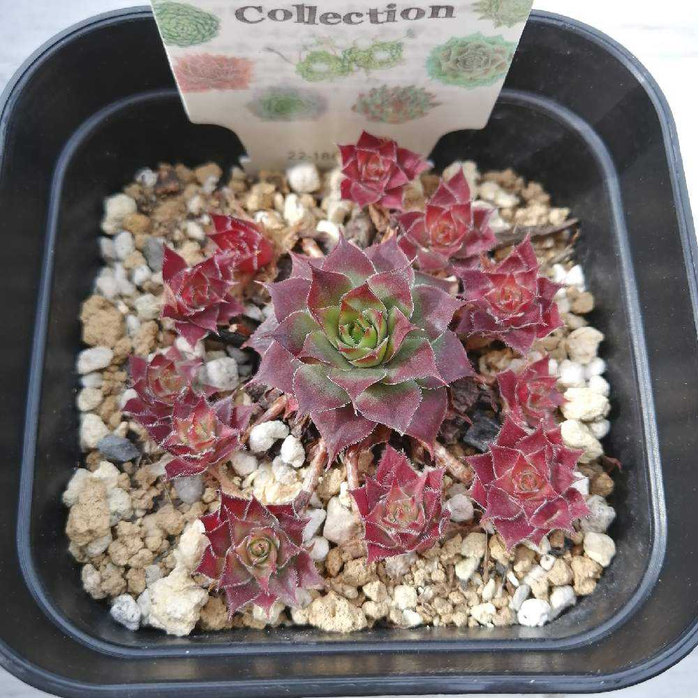 感謝を込めて。センペルビウム15(*´ω`*)Ｓ 干からびかけているセンペルビウム復活なるか｜🍀GreenSnap