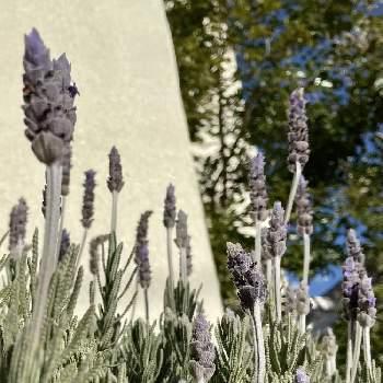 常緑小低木の投稿画像一覧 Greensnap グリーンスナップ