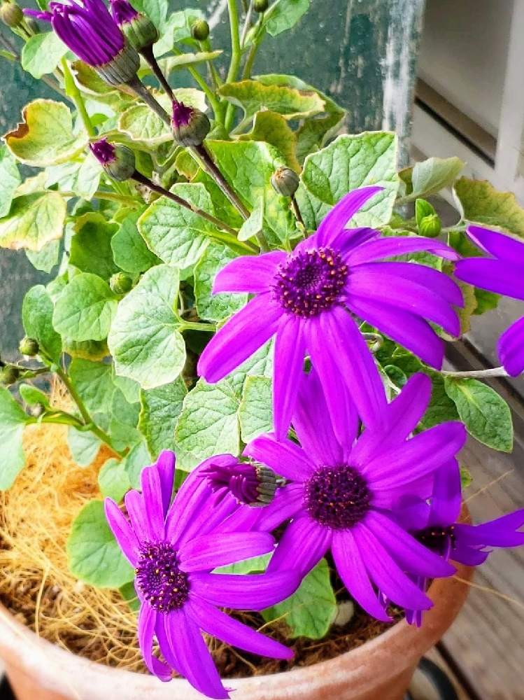 サイネリアの投稿画像 By こまちゃんさん テラスと花のある暮らしと今日のお花とおうち園芸と花のある暮らしと今日のお花とおうち園芸 22月2月19日 Greensnap グリーンスナップ Greensnap グリーンスナップ