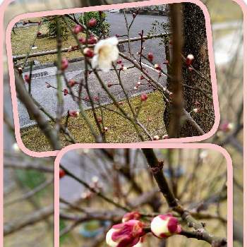 香る木の投稿画像一覧 Greensnap グリーンスナップ