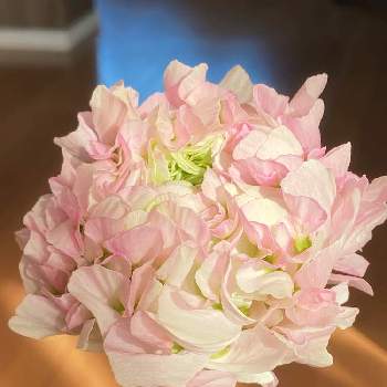 ラナンキュラス ハーマイオニーの投稿画像一覧 Greensnap グリーンスナップ