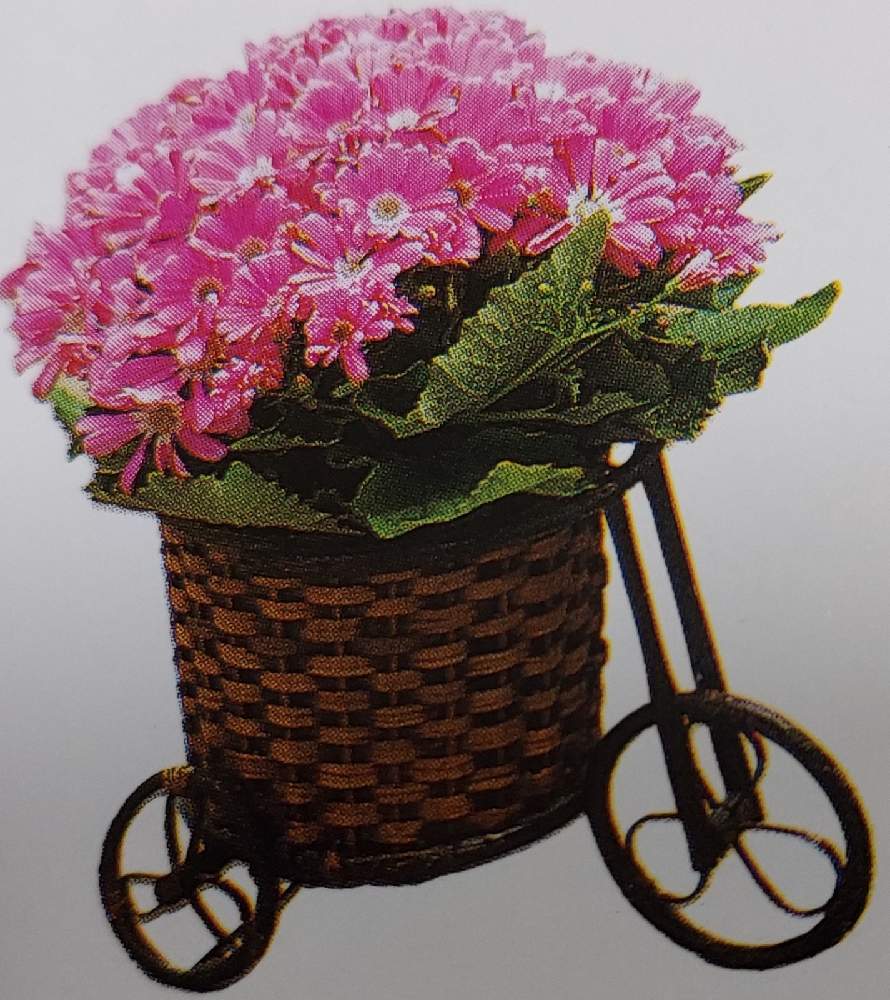 サイネリアの投稿画像 By Tmさん 小さな庭と花のある暮らしと今日のお花と植物大好きと花のある暮らしと今日のお花と植物大好き 22月2月19日 Greensnap グリーンスナップ Greensnap グリーンスナップ