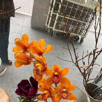 モカラの投稿画像一覧 Greensnap グリーンスナップ