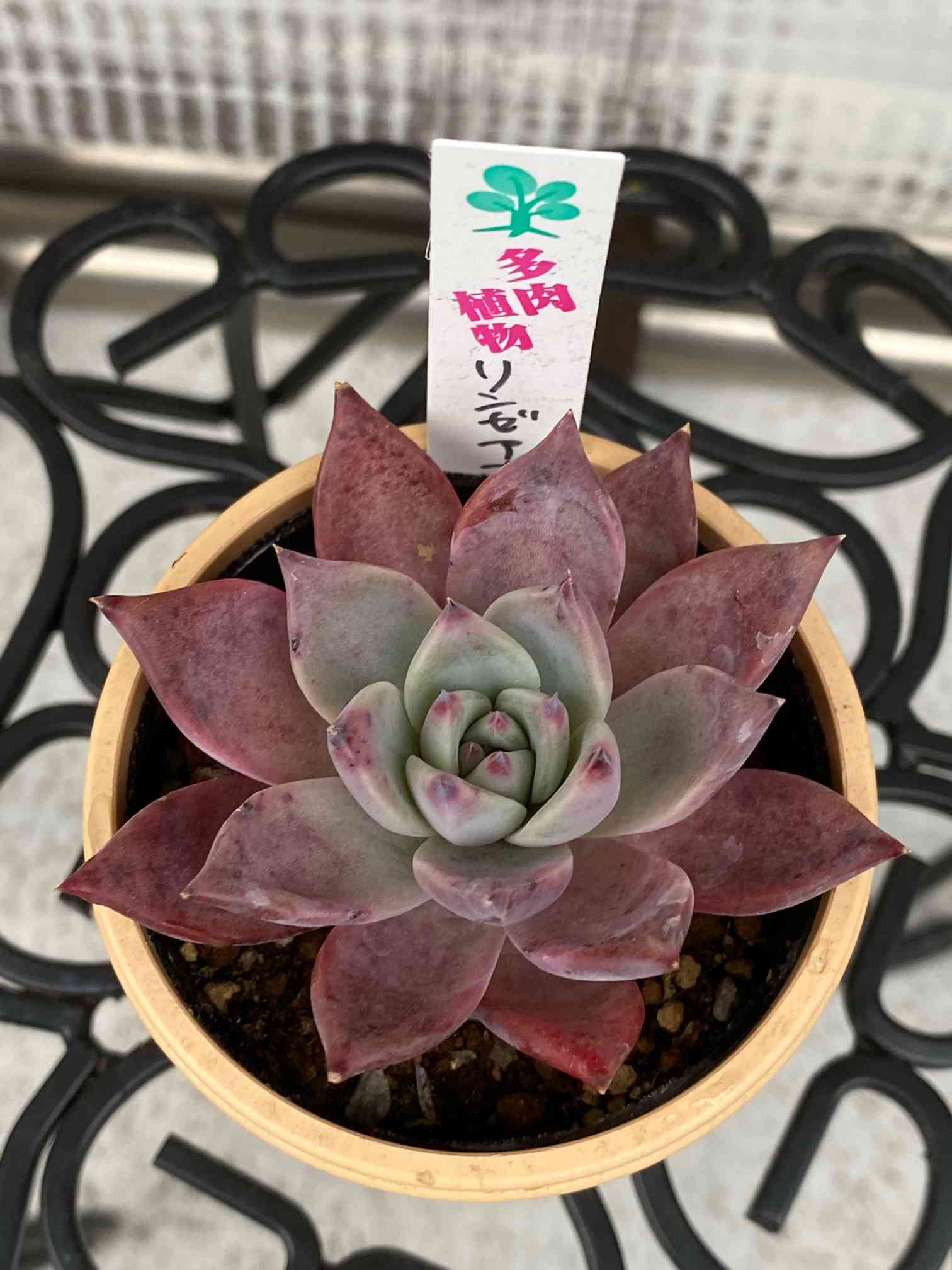 F 多肉植物 エケベリア リンゼアナ