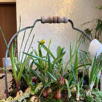 芽出し球根の画像 by モネ柴さん | テラスと芽出し球根と球根の寄せ植えとおうち園芸と今日のお花と花のある暮らし