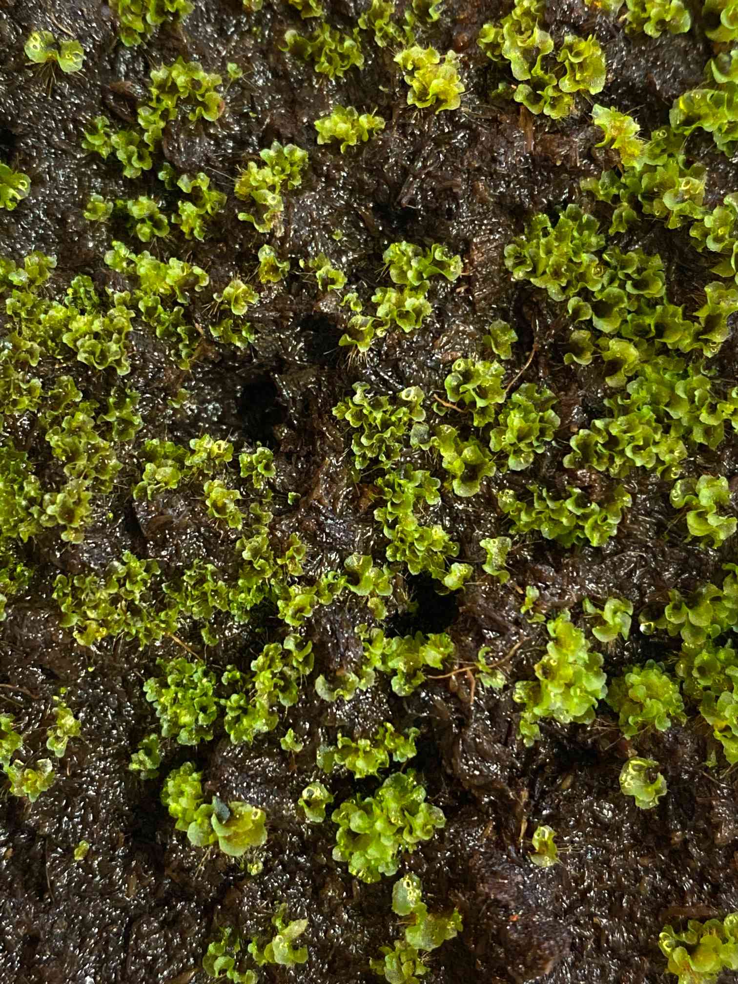 ビカクシダ　ベイチー　リサ　胞子体、前葉体タッパごと全部 ビカクシダ ベイチー リサ 胞子体、前葉体タッパごと全部 ビカクシダ