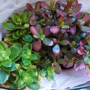 花月 の投稿画像一覧 Greensnap グリーンスナップ