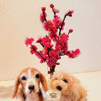 多肉植物,100均,DIY,リメ缶,セリアの画像