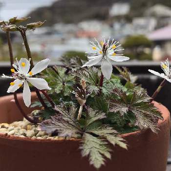 バイカオウレンの花の投稿画像一覧 Greensnap グリーンスナップ