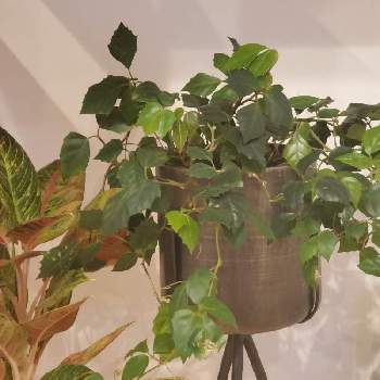 グレープアイビーの投稿画像一覧 Greensnap グリーンスナップ