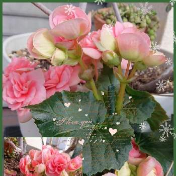 リーガースベゴニアの投稿画像一覧 Greensnap グリーンスナップ