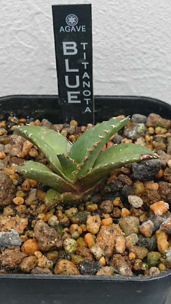 アガベ ガルシアメンドーサ A.チタノタブルー 2021年12月28日