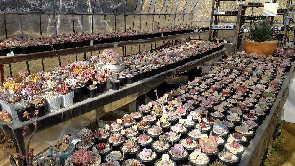 多肉植物 ヒューミリス 抜き苗 大和高原の多肉屋 多肉植物 ヒューミリス 抜き苗 大和高原の多肉屋
