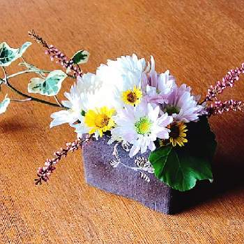 カルーナ❁の画像 by 六花さん | 部屋とヘデラ☆とカルーナ❁ときくの花と ゼラニウムとsasukemama倶楽部と東北人花の会