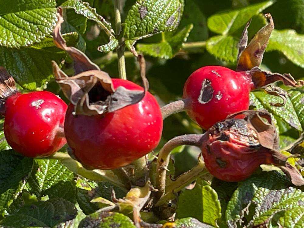 薔薇の実🌹『ローズヒップ』が真っ赤に❗️ナント、もう一種類、棘で