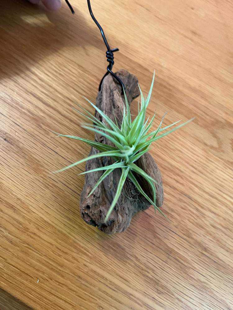 アエラントス ミニアータの投稿画像 By Monjiroさん エアプランツとエアプランツ 22月2月19日 Greensnap グリーンスナップ Greensnap グリーンスナップ