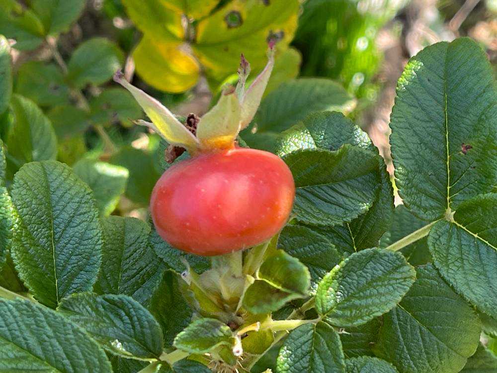 薔薇の実🌹『ローズヒップ』が真っ赤に❗️ナント、もう一種類、棘で