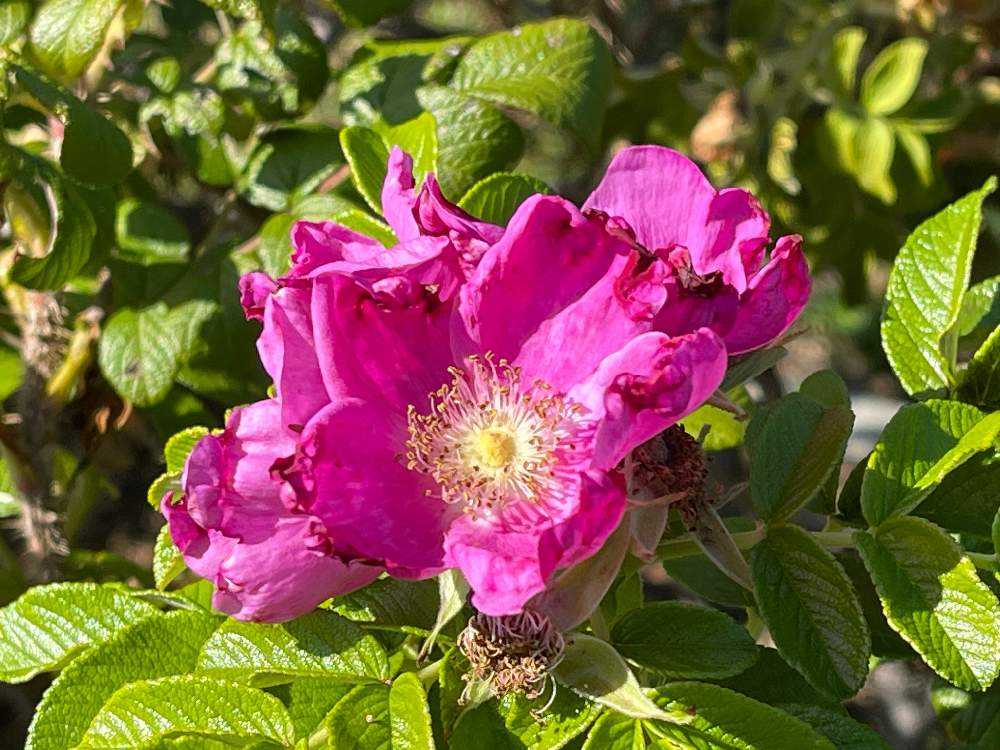 薔薇の実🌹『ローズヒップ』が真っ赤に❗️ナント、もう一種類、棘で