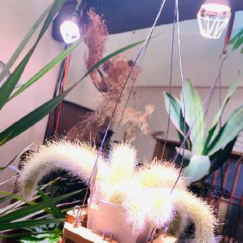 ヒモサボテンの投稿画像一覧 Greensnap グリーンスナップ