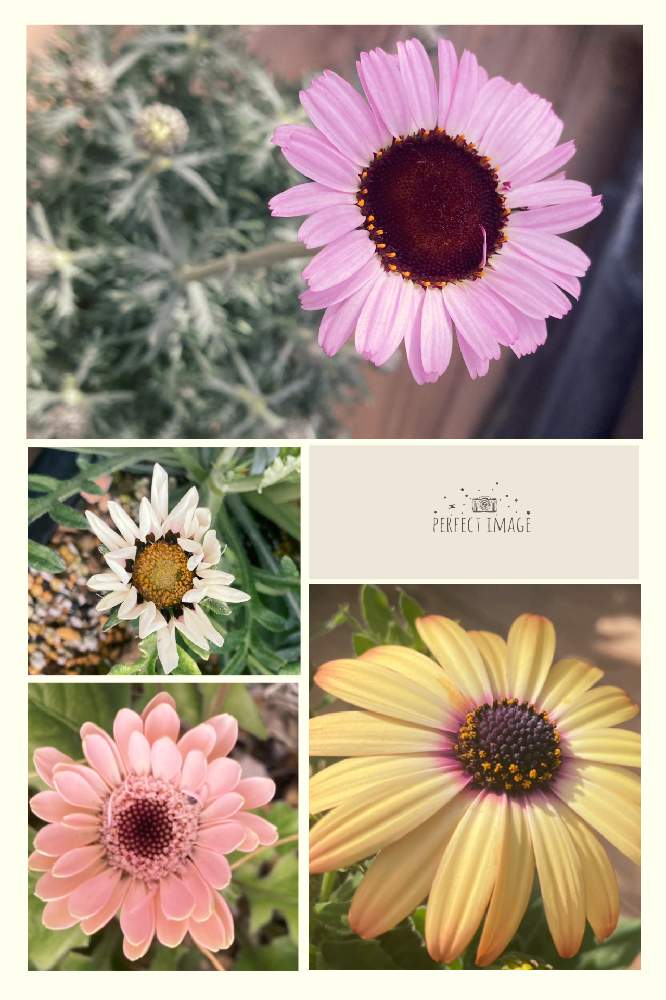 オスぺオスペルマムの投稿画像 By ままちゅう さん ローダンセマム エルフピンクとガザニアとガーベラと癒しとピンク ピンクとガーデニング初心者とかわいいとマム と癒しとピンク ピンクとガーデニング初心者とかわいいとマム 22月2月19日 Greensnap