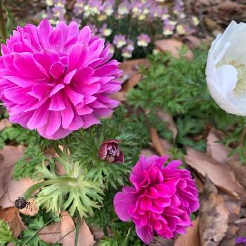 駒沢公園の画像 by 六花さん | お出かけ先とお散歩と白いお花と駒沢公園とピンク系のお花と2022早春を彩る花草木