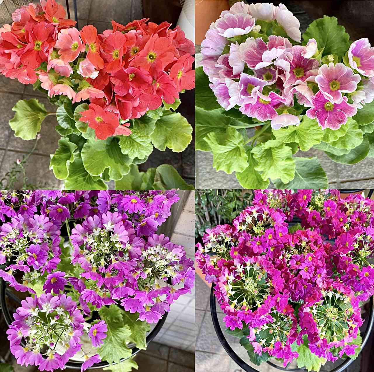 お出かけ先の投稿画像 by カタバミさん｜サクラソウ(桜草)とプリムラ