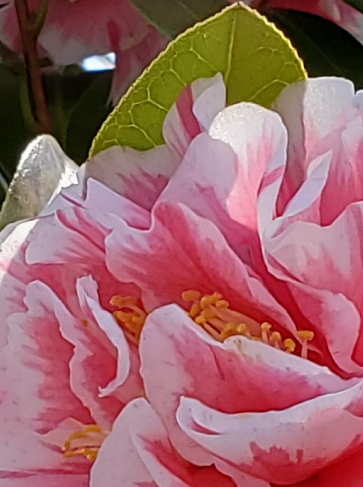 八重咲き椿の投稿画像 By ナオさん 春色ピンクと春色ピンク 22月2月日 Greensnap グリーンスナップ Greensnap グリーンスナップ
