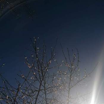 冬の景色の画像 by miyu_miyuさん | お出かけ先とさくら サクラ 桜と街角と植物のある暮らしと冬の景色と都会のオアシスと公園とはなのある暮らし