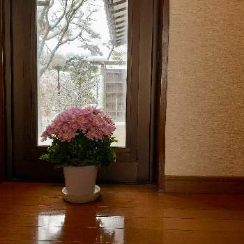 安曇野の冬の投稿画像一覧 Greensnap グリーンスナップ
