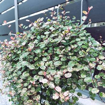 北側玄関の投稿画像一覧 Greensnap グリーンスナップ