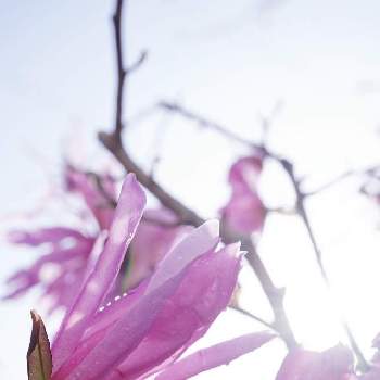 コブシの木の投稿画像一覧 Greensnap グリーンスナップ