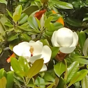 タイサンボク,マグノリア,花のある暮らし,かわいい♡,スマホ撮影の画像
