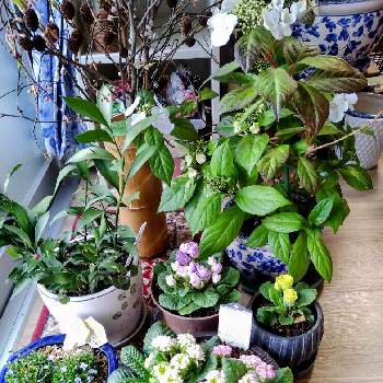 冬アジサイの投稿画像一覧 Greensnap グリーンスナップ 冬アジサイの投稿画像一覧 Greensnap グリーンスナップ