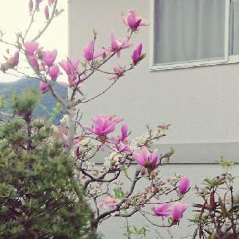 梨の花の投稿画像一覧 Greensnap グリーンスナップ