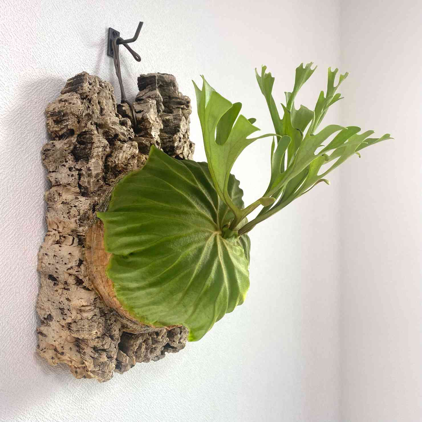 実生の投稿画像 by kame_plantsさん｜インテリアグリーンとP