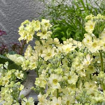 ウインティー ライムグリーンの画像 by あこさん | 小さな庭と小さな幸せ♪とサクラソウ♡と花のある暮らしとサクラソウウィンティーと寒さに負けずと春の予感とウインティー ライムグリーン