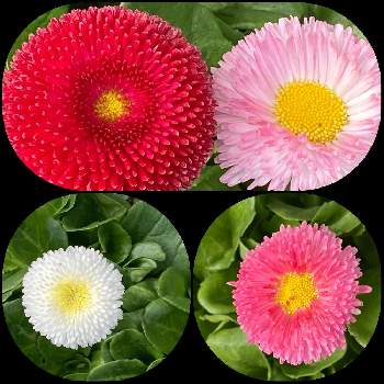 長命菊の投稿画像一覧 Greensnap グリーンスナップ