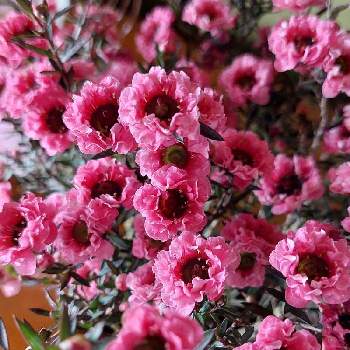 ギョリュウバイ（御柳梅）の画像 by カマンベールさん | 玄関とギョリュウバイ（御柳梅）とギョリュウバイとギョリュウバイ（檉柳梅）とピンクの花とピンク❤︎ピンクとマヌカハニーとマヌカハニーの木とオージープランツ